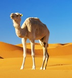  Camel