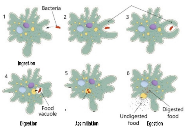 Amoeba Is a Protozoan