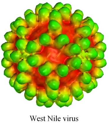 West Nile Fever