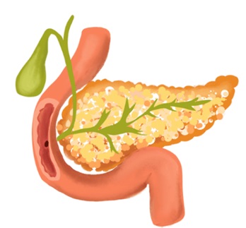  Pancreas