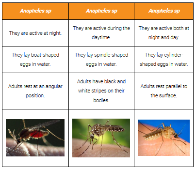 Differences Between Anopheles, Aedes and Culex Mosquitoes