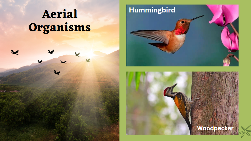 arial organisms