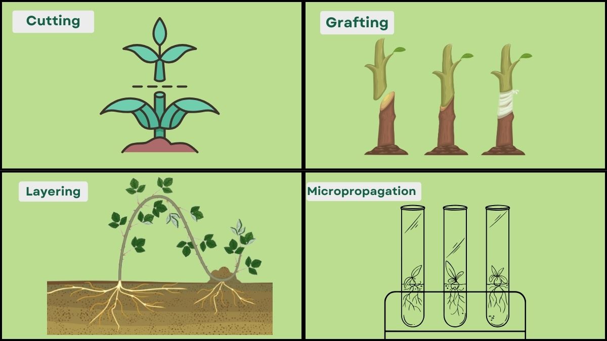 artificial methods of vegetative reproduction