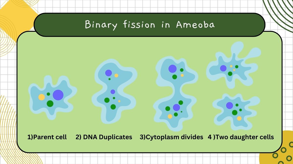 binary fission in ameoba