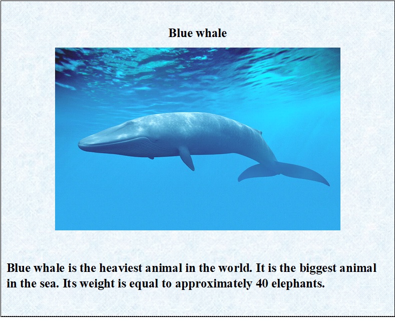 blue whale