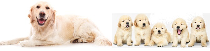 Puppies_young on of dog