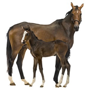Colts_young one of horse is called