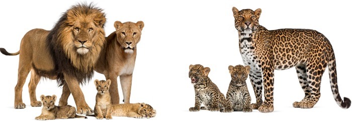 Cubs_Young one of lion