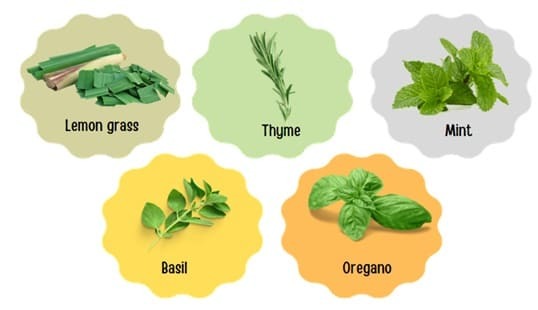 Herbs