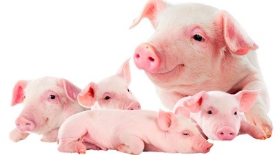 Piglet_Young one of pig