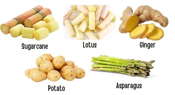 Edible roots, leaves, stems, and seeds