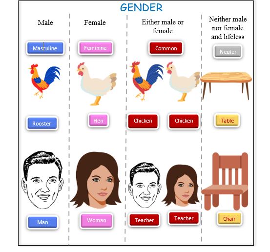 Gender noun Gender noun