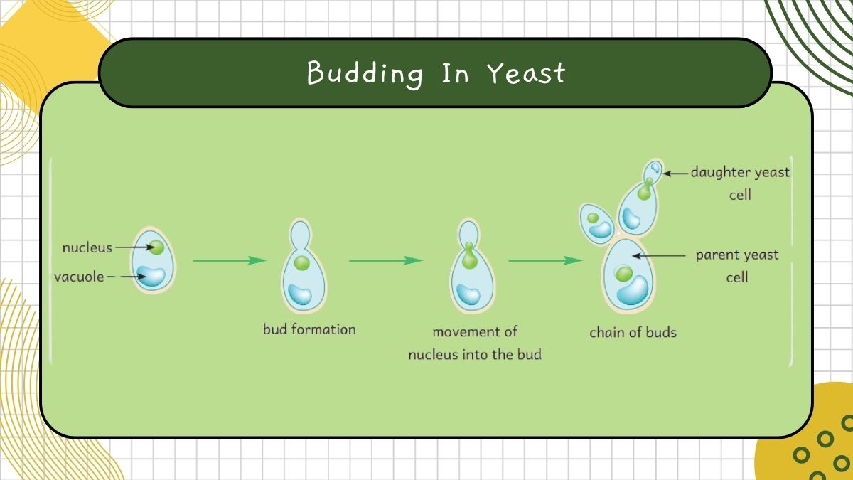 budding in yeast