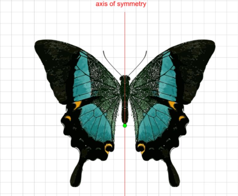 butterfly symmetry