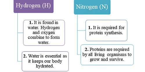 Functions of the Hydrogen ,Nitrogen Elements