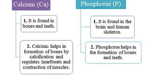 Functions of the Calcium, Phosphorus Elements