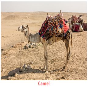 camel