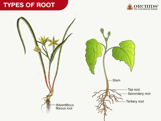 Roots