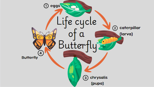 Image of insect - 4