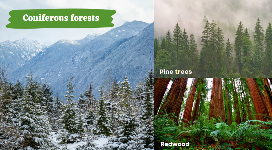 Coniferous forests