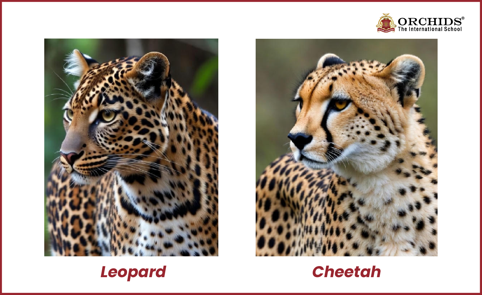 difference between facial structure of leopard and cheetah