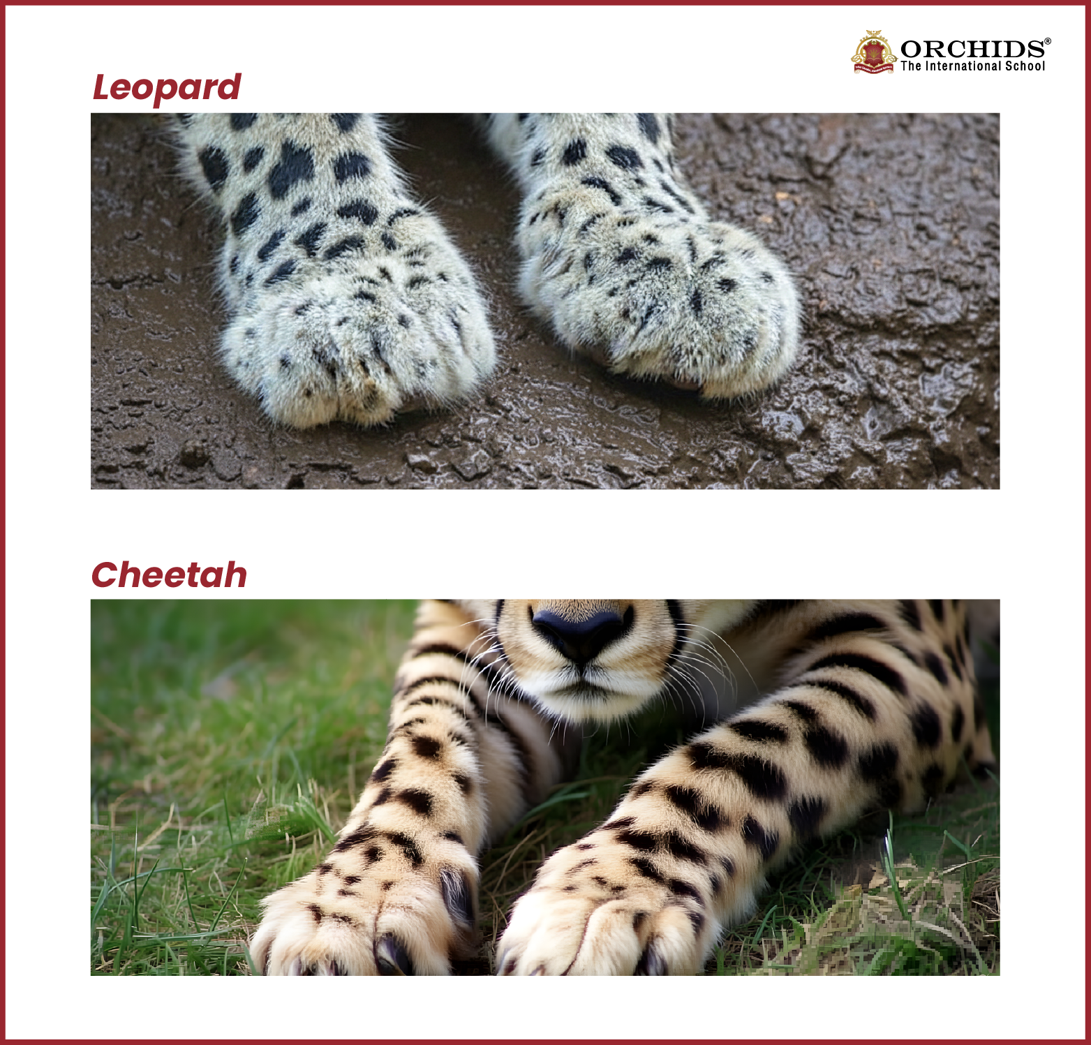 difference between hunting behaviour of leopard and cheetah 07