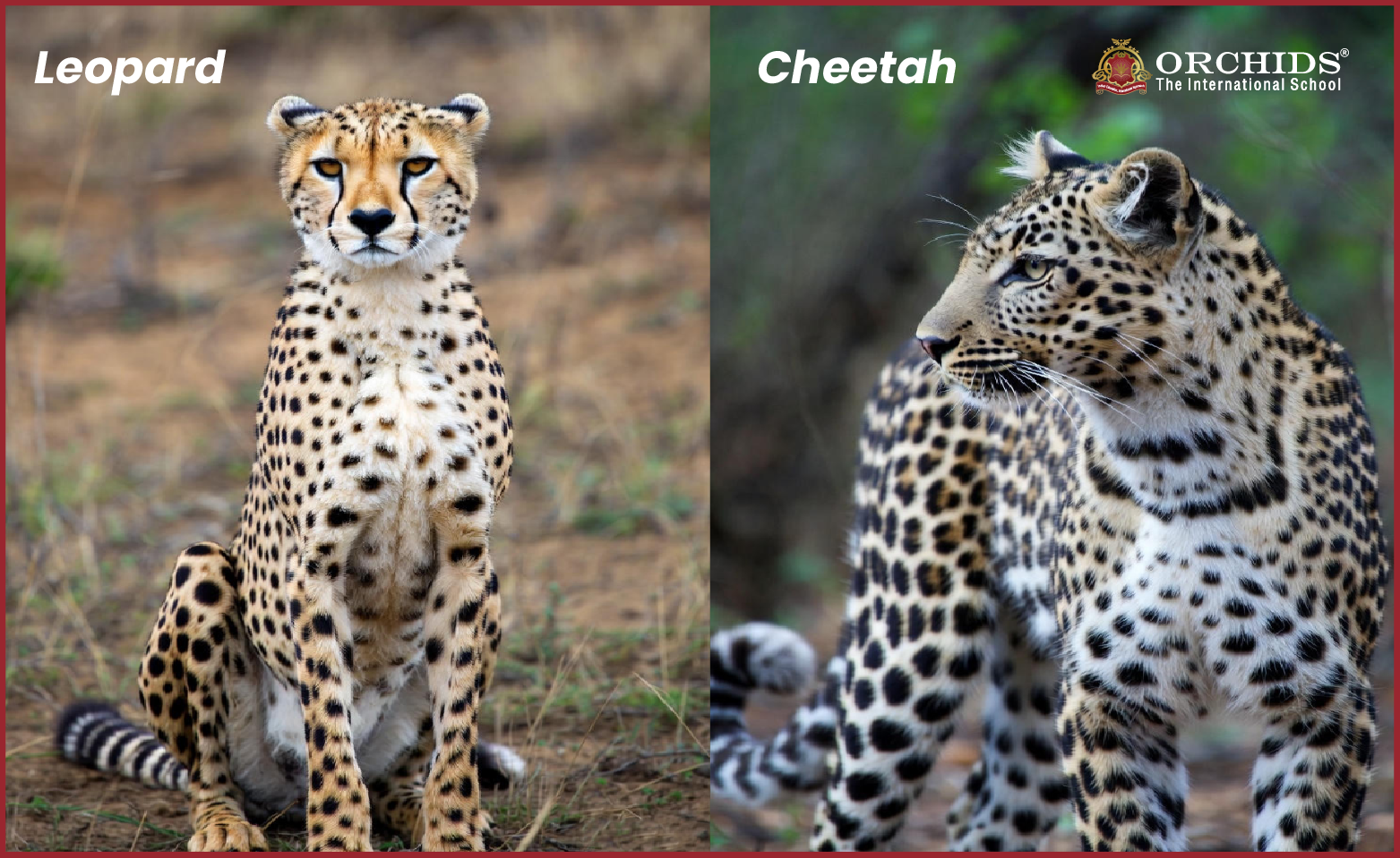 difference between leopard and cheetah