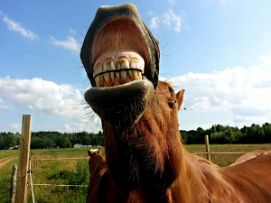 A horse showing its teeth