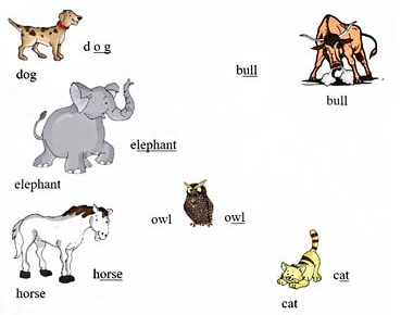 animals & their names