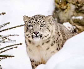  Snow leopard