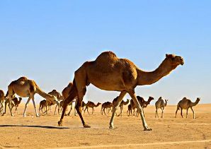 A group of camels walking on the desert