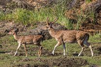 Two deers walking in the jungle