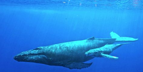 whales in the deep sea