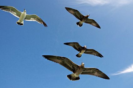 A group of birds flying