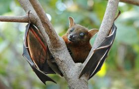 A bat hanging on the tree