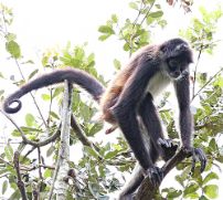 A monkey climbing on the trees