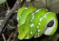 A green snake 