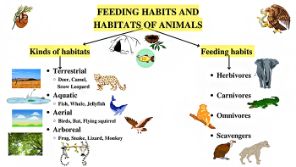 Feeding habits and habitats of animals