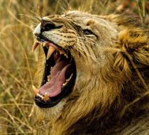 Image of a Lion Roaring in a jungle