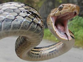 Image of a snake with its mouth wide open