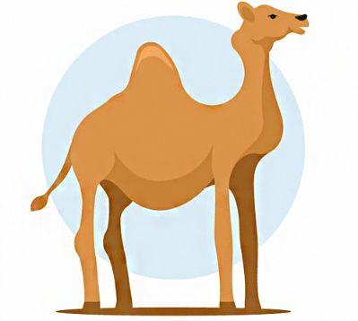 image of camel