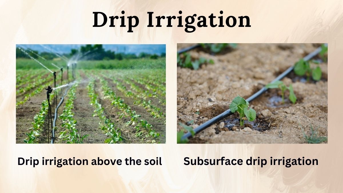 Drip irrigation