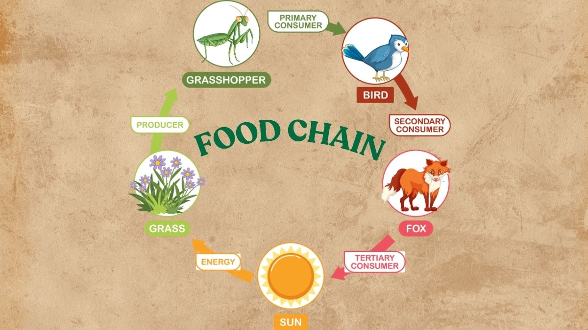 Food chain