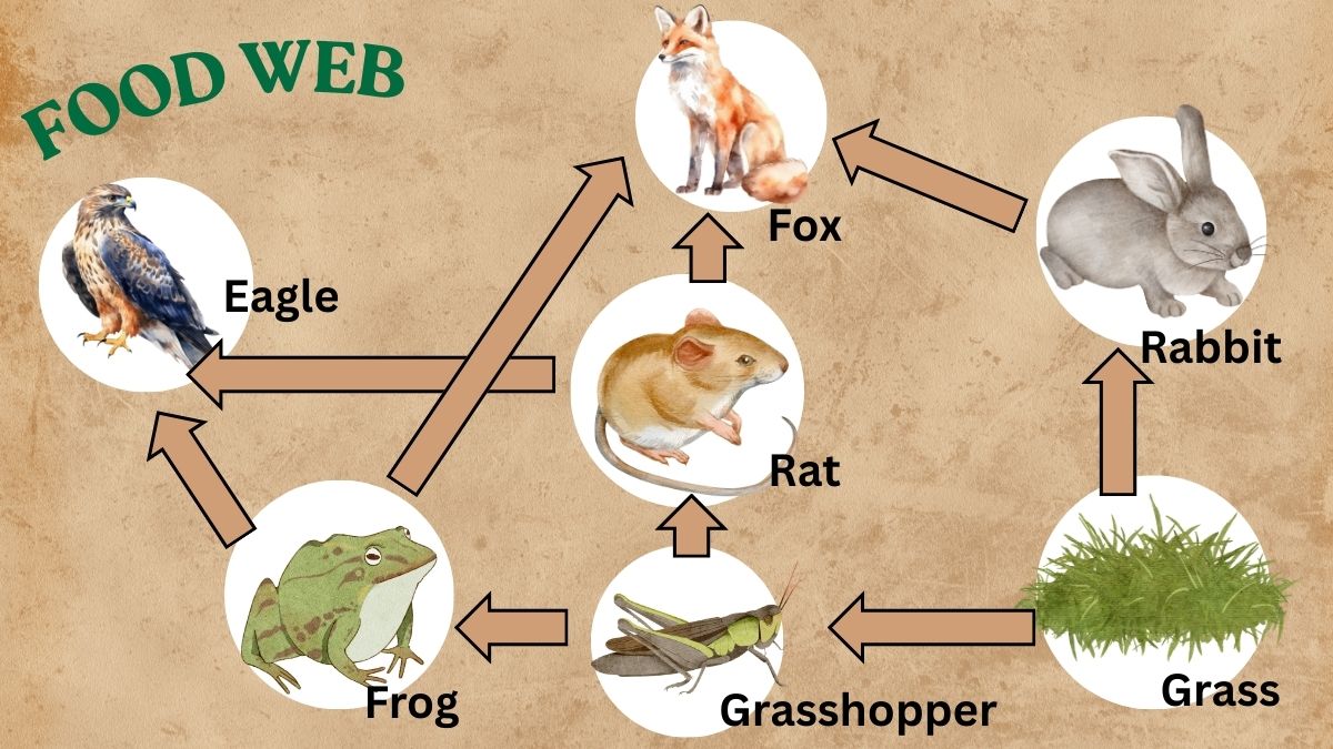  food web 