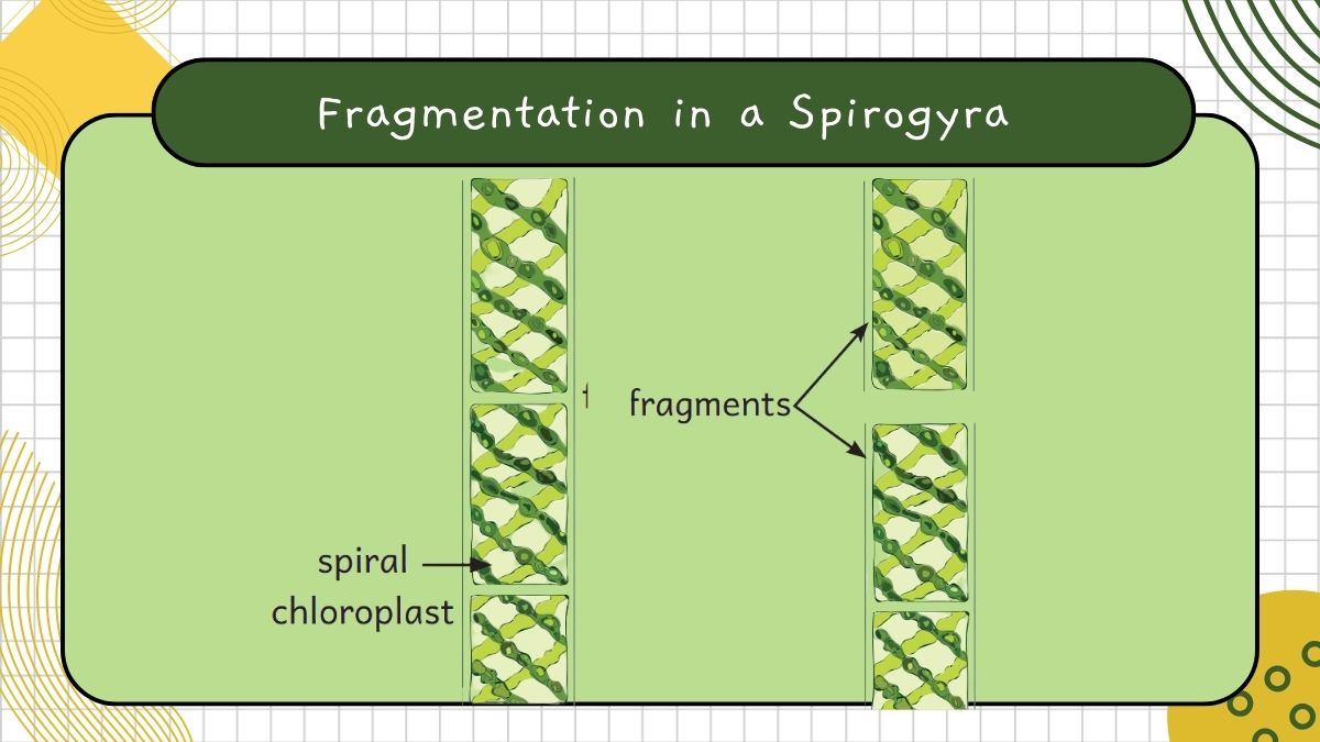 fragmentation in a spirogyra