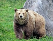 Kodiak bear