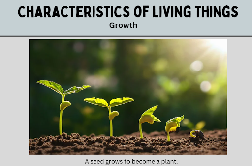 growth