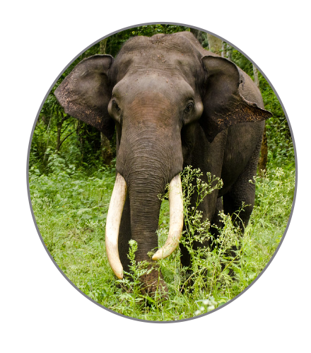 National Heritage Animal