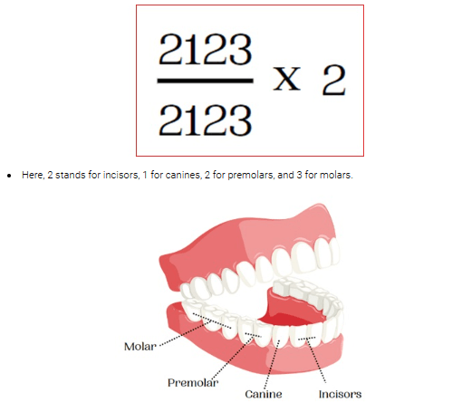 dental formula for humans