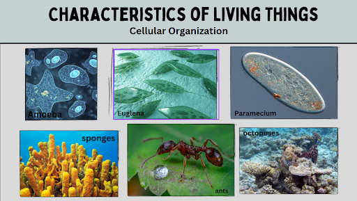 cellular organization